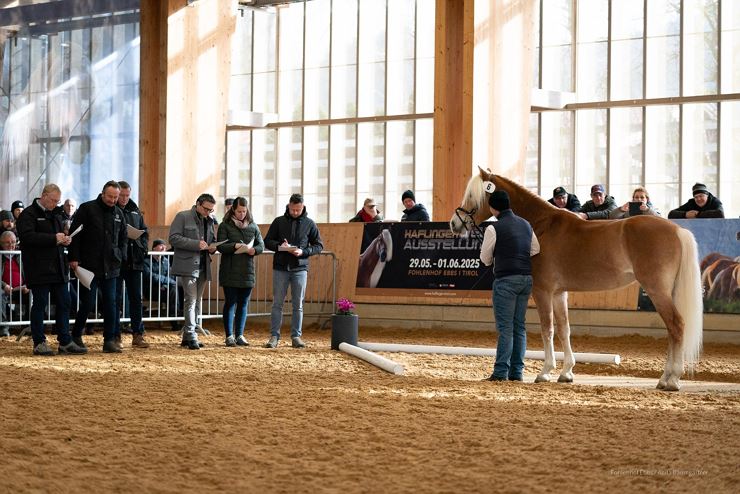 Haflinger Hengstkörung