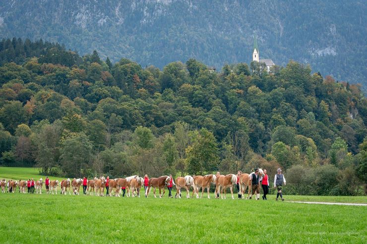 Haflinger Stallon 'Almabtrieb'