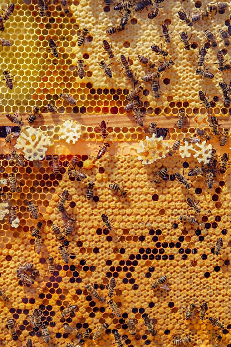 Tag des offenen Bienenstocks - Imkerei Feichtinger