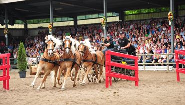 Haflinger Show