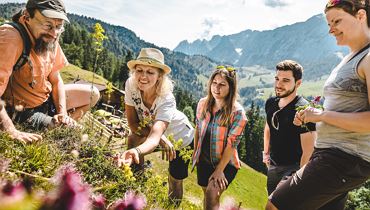 Themed tour - Plant treasures in the Kaiser Mountains