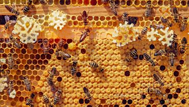 Tag des offenen Bienenstocks - Imkerei Feichtinger